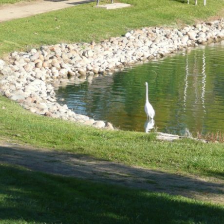 A serene walking path around the community lake, ideal for morning or evening strolls amidst beautiful natural surroundings of Lakeview Village in Citrus Heights, CA.